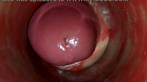 Глубокая Пизда Королевы Захватывает Огромную Эякуляцию Спермы в Грубом Анальном Трахе