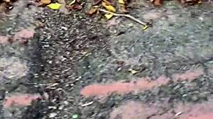 I brought a huge black favela stud from the trail to fuck me hard!