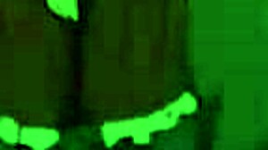 Innocent anime face hides slutty big ass craving rough hentai fuck