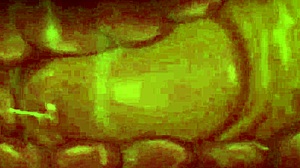 Личная подборка зonk punch кремпаев и пульсирующих членов в диком экшене